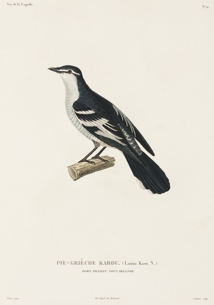 Karou shrike, Port Praslin, Nova Irlanda de John Pardon