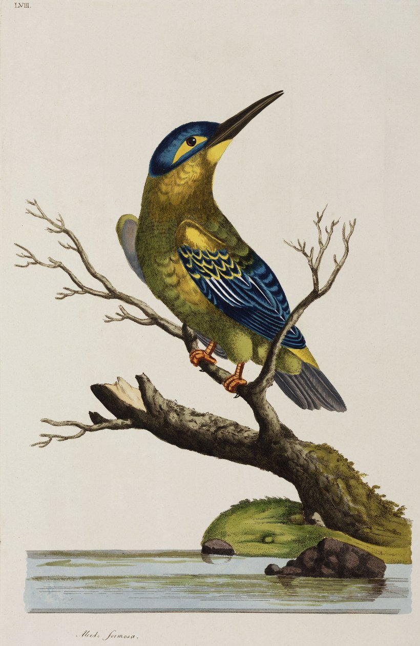 Kingfisher de John Pardon