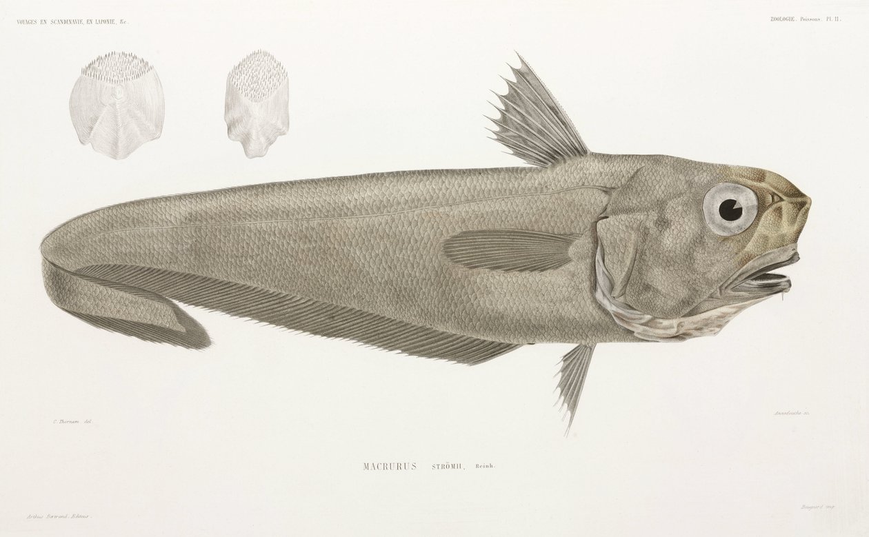 Faca de peixe de John Pardon