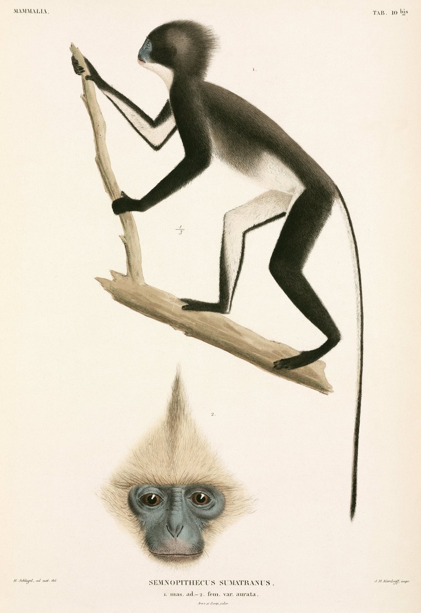 Macacos, Sumatra, Indonésia de John Pardon