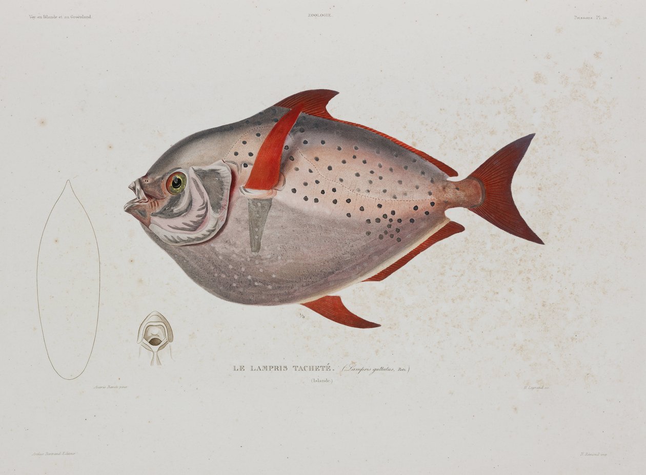 Peixe-lua, Islândia, início do século XIX de John Pardon