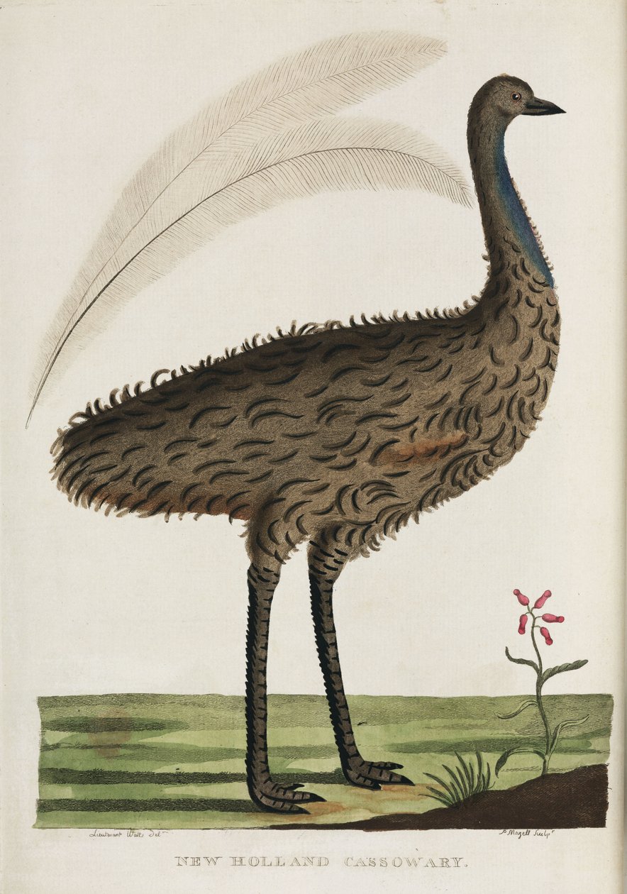 New Holland Cassowary