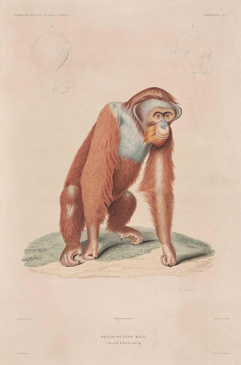 Orang-utan, Indonésia de John Pardon
