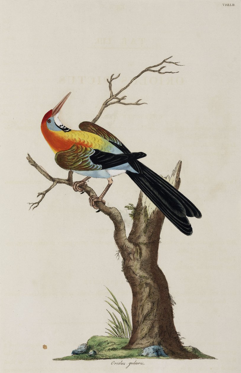 Oriole de John Pardon