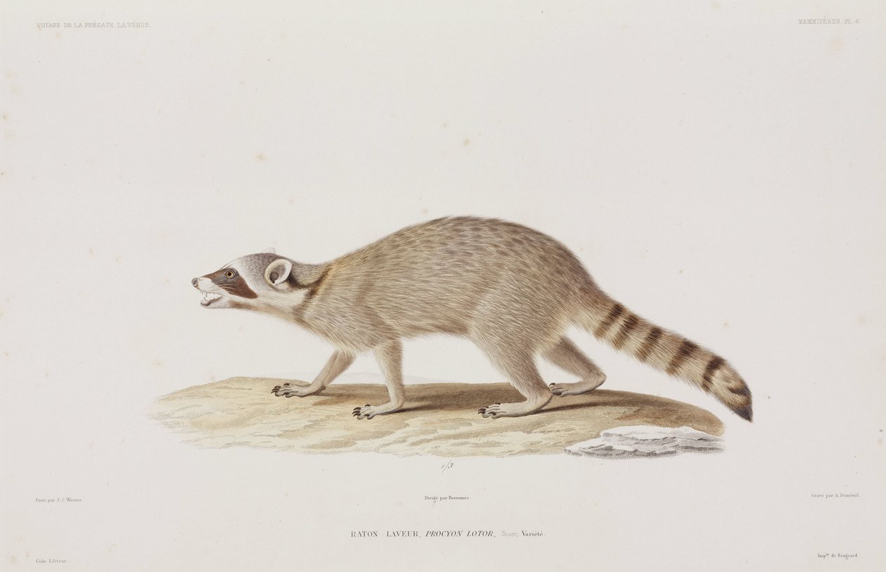 Raccoon, EUA de John Pardon