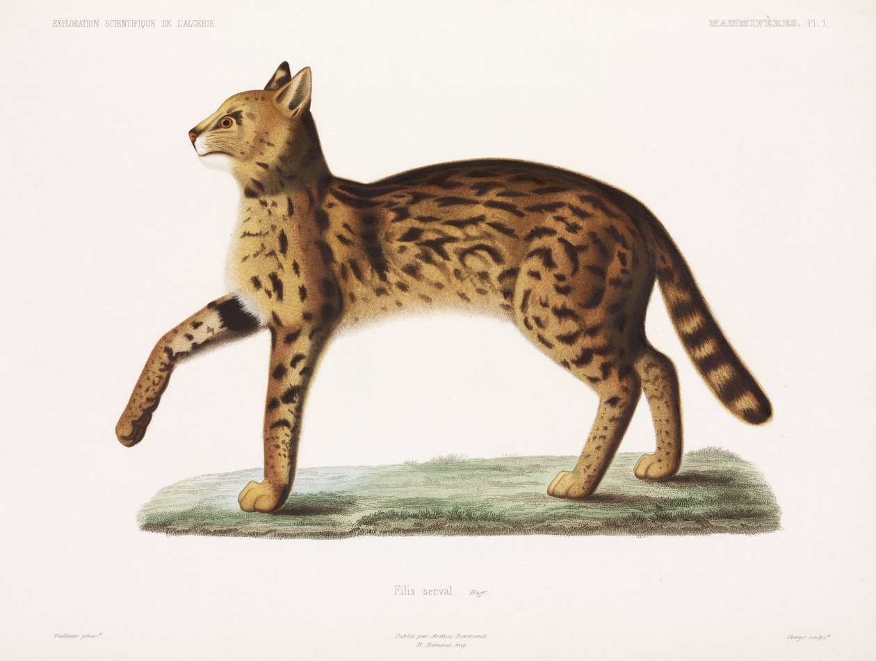 Serval, Argélia de John Pardon