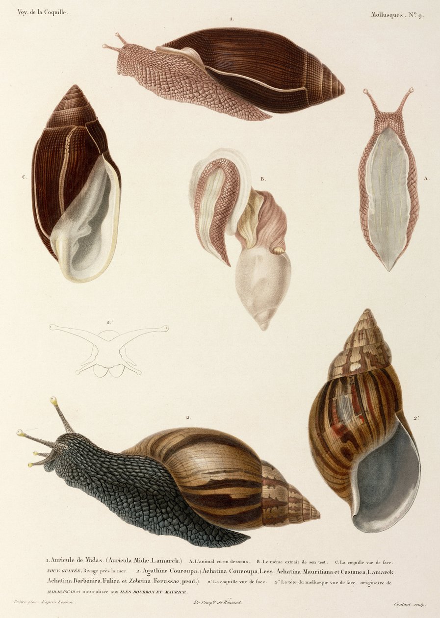 Caracóis, Nova Guiné, Madagáscar e Maurício de John Pardon