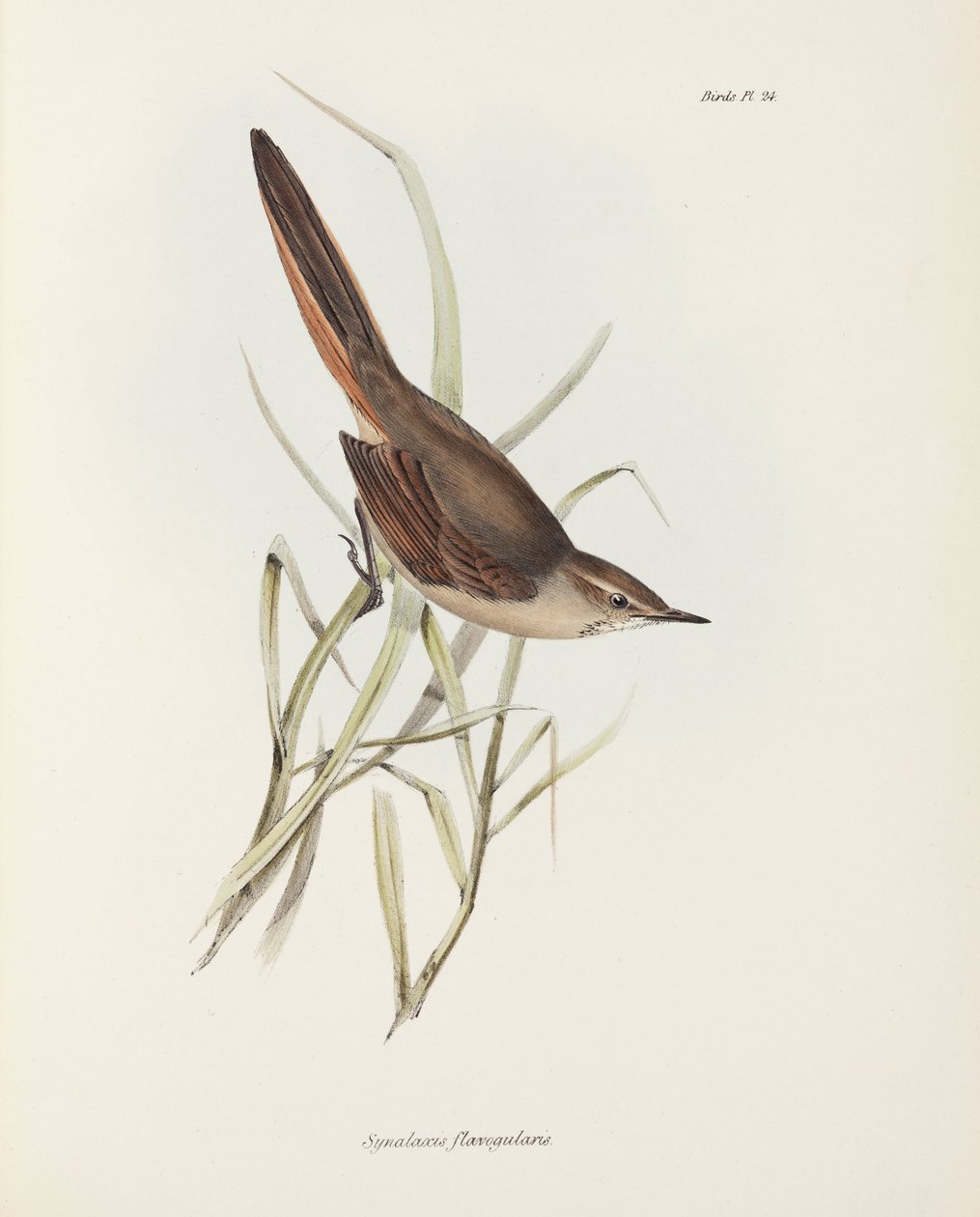 Coluna vertebral, América do Sul, c 1832-1836 de John Pardon