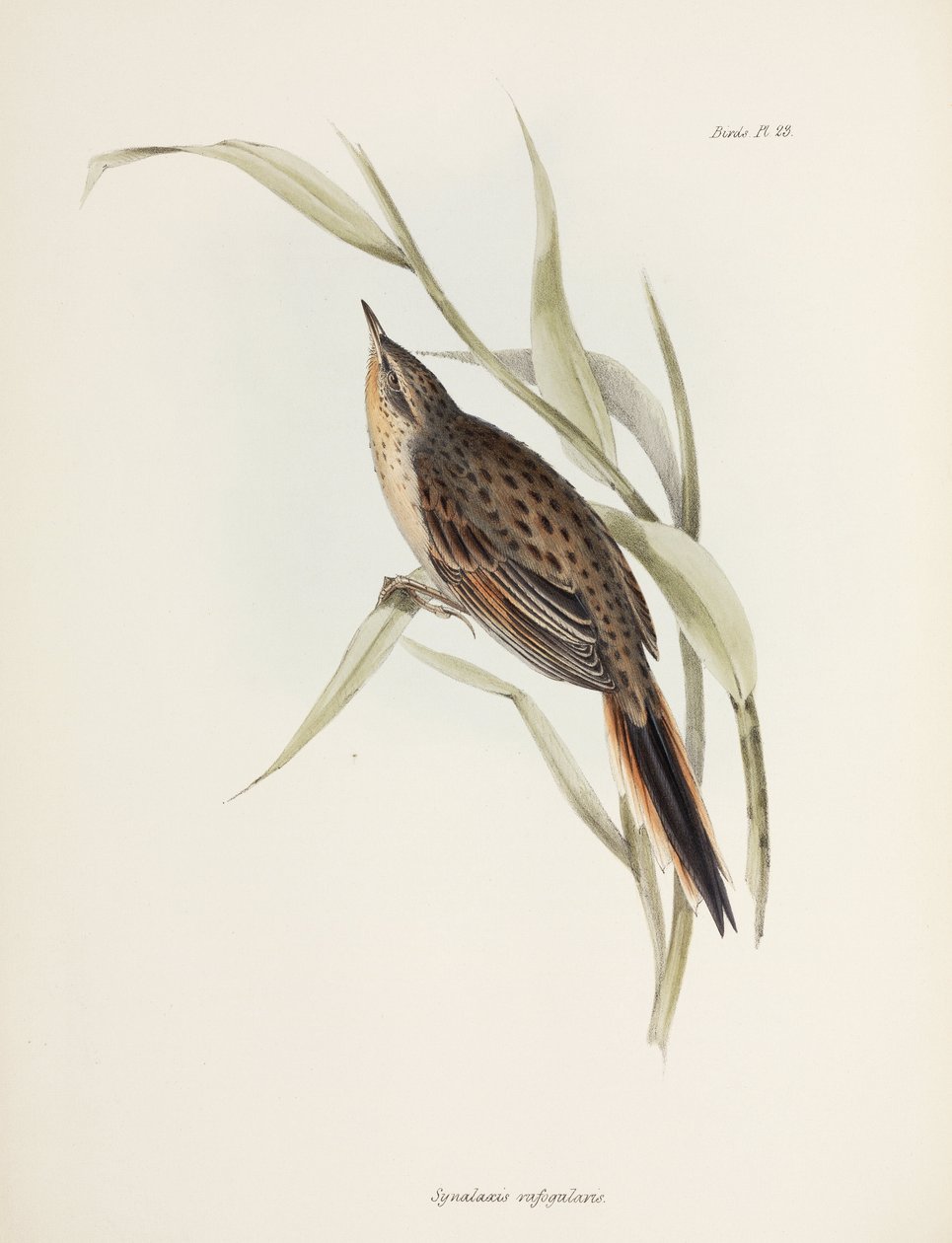 Coluna vertebral, América do Sul, c 1832-1836 de John Pardon
