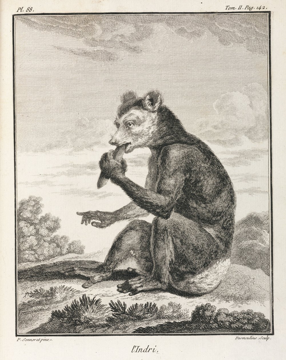 O Indri - um tipo de lémure, Madagáscar de John Pardon