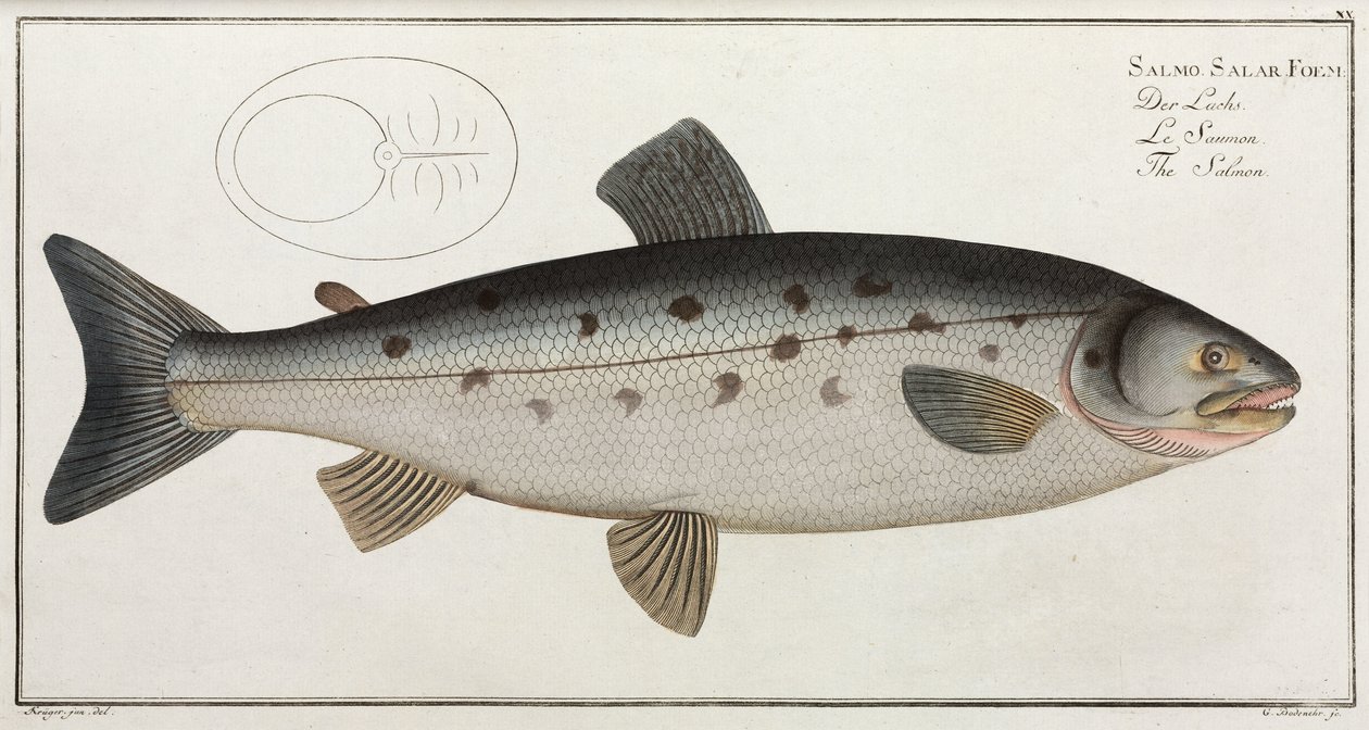 O Salmão de John Pardon