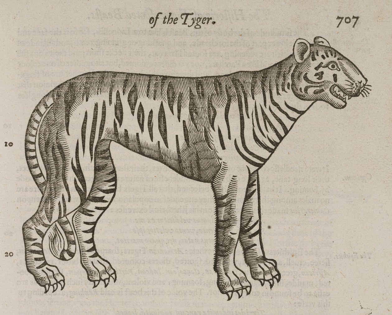 O Tigre de John Pardon