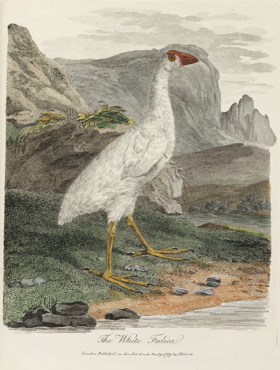 O Fulica Branco de John Pardon