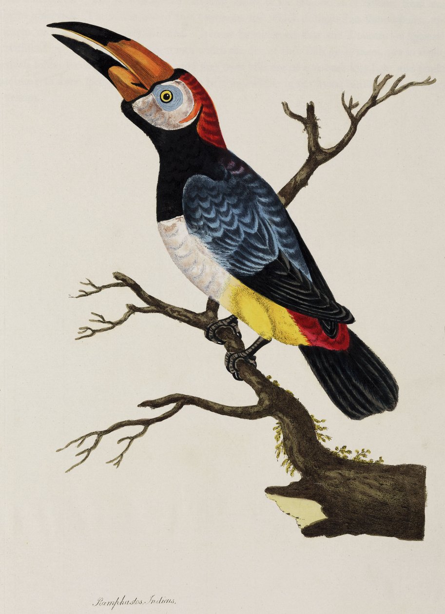 Toucan de John Pardon