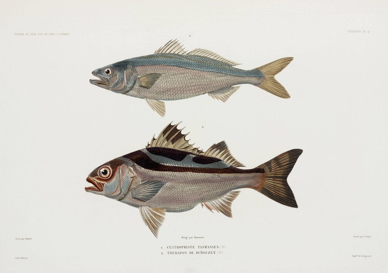 Dois tipos de peixes de John Pardon