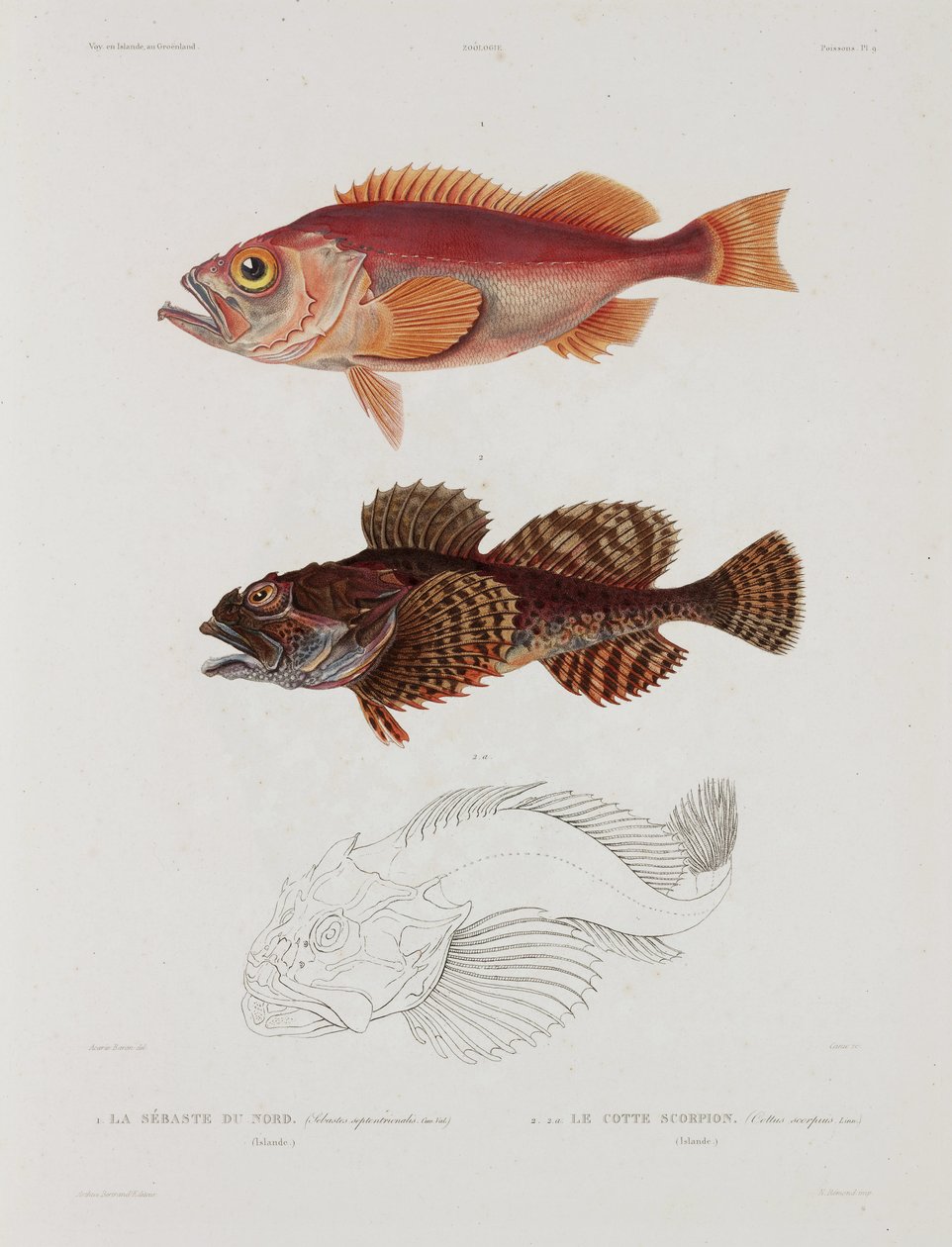 Dois tipos de peixe, Islândia, início do século XIX de John Pardon