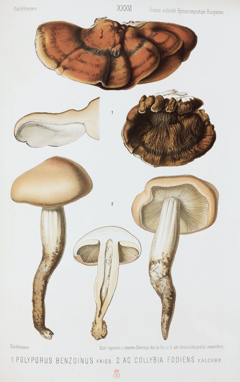 Dois tipos de cogumelos, c 1874 de John Pardon