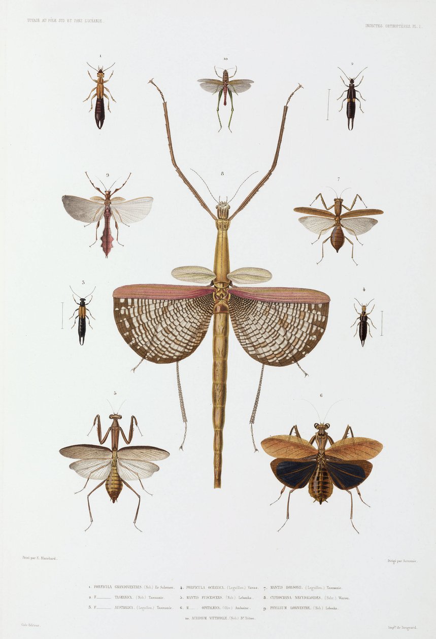 Tipos de insectos, Austrália, Ilhas Salomão e Indonésia de John Pardon
