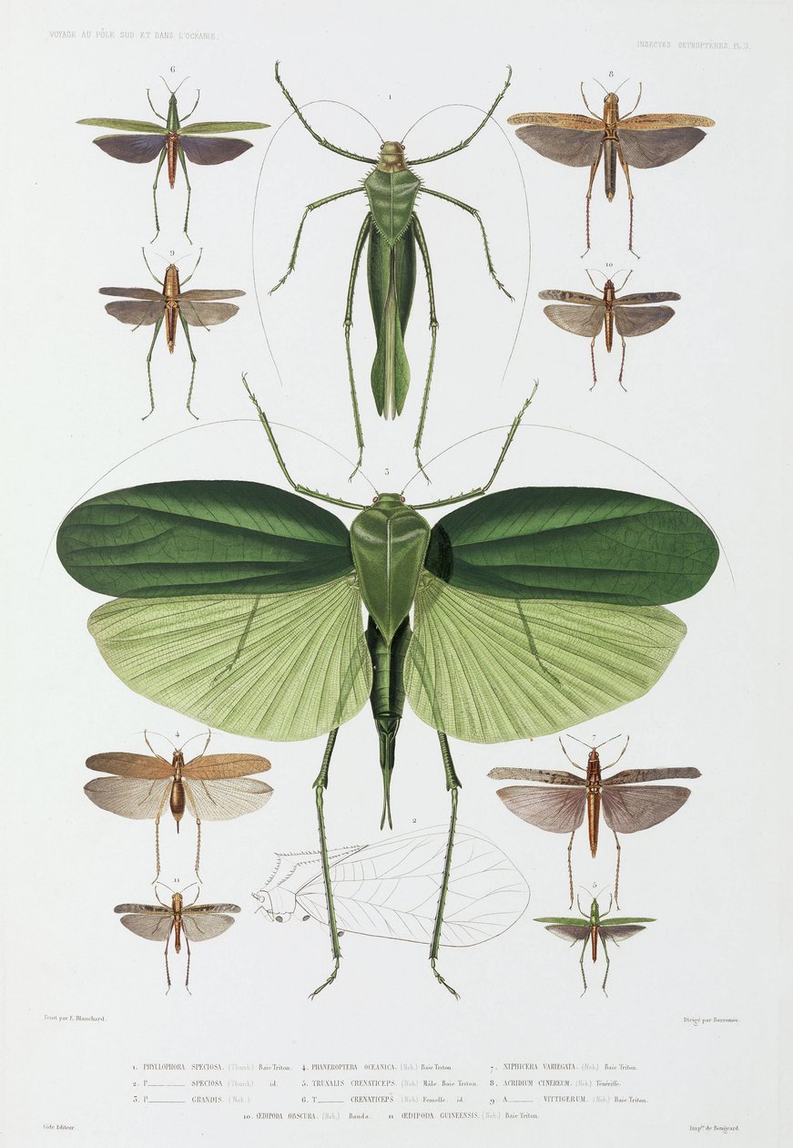 Tipos de insectos, Tenerife e Indonésia de John Pardon