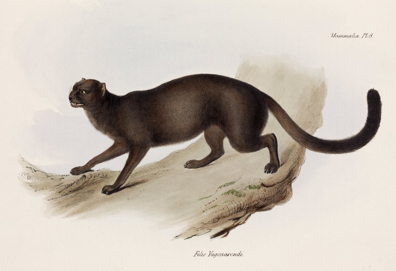 Weasel or otter cat, América do Sul, c 1832-1836 de John Pardon