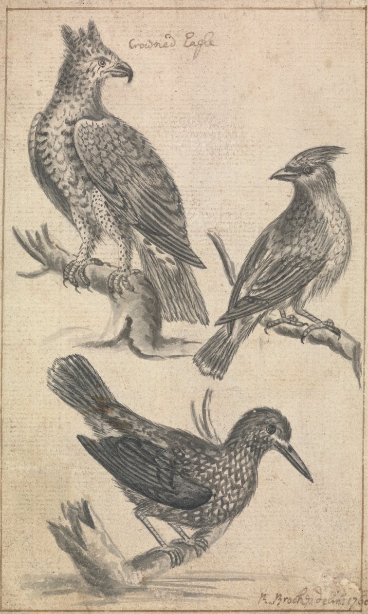 Águia-de-coroa e Duas Aves de Richard Brookes