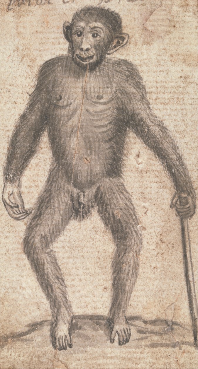 Macacos (um de três em um monte) de Richard Brookes