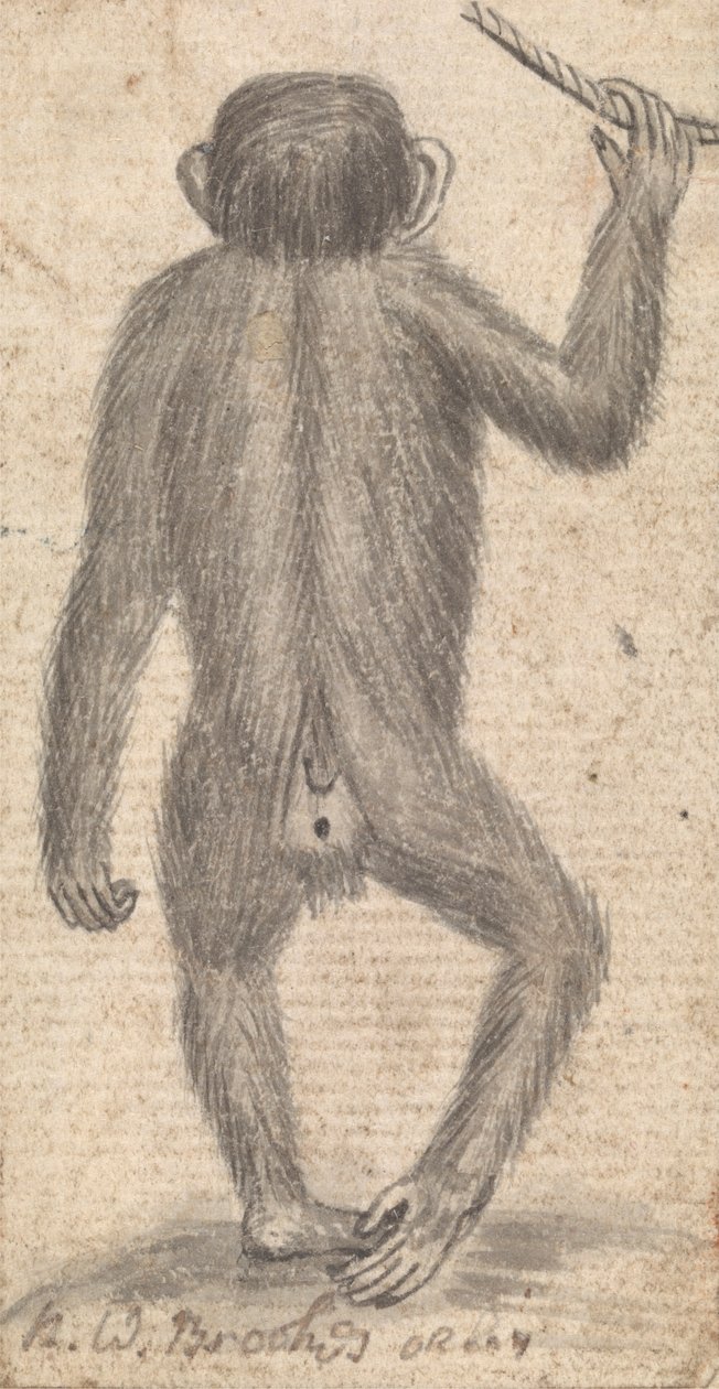 Macacos (um de três em um monte) de Richard Brookes