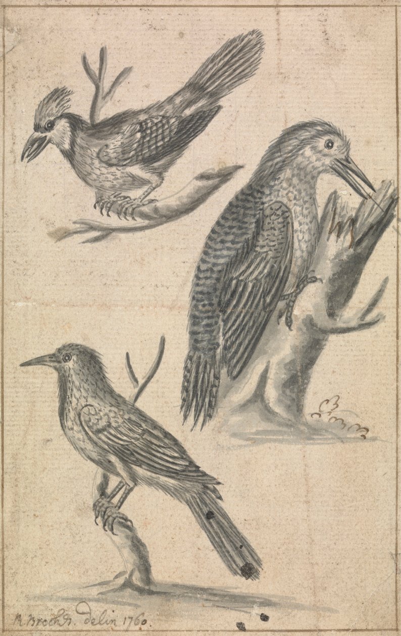Pica-pau e Duas Aves de Richard Brookes