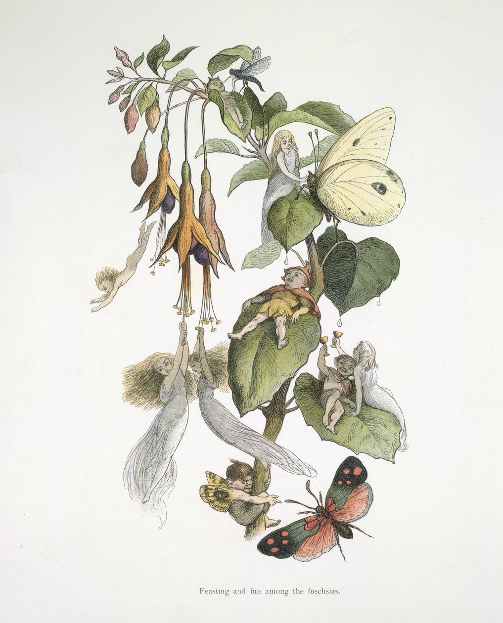 Festa e diversão entre os fuschias de Richard Doyle