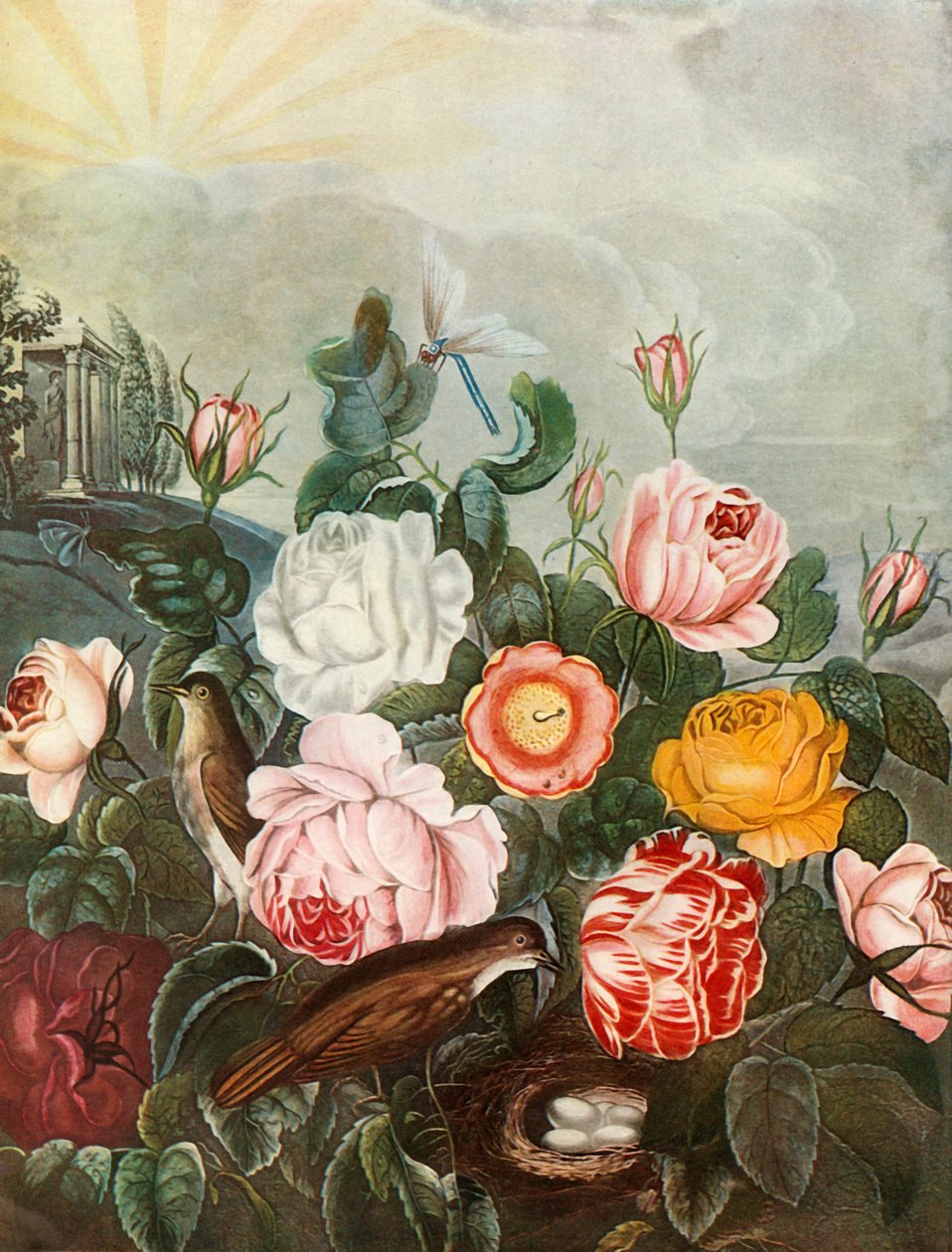Rosas, c1805, 1948. de Richard Earlom