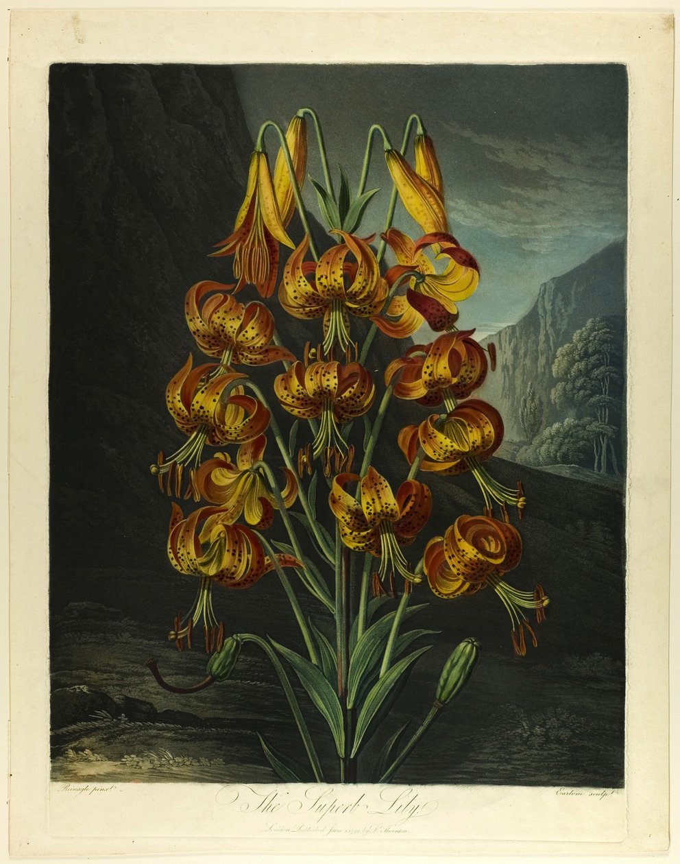 O Lírio Soberbo, de O Templo da Flora de Richard Earlom