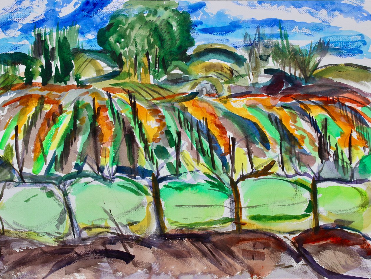 Vinhedos de Outono, Napa, 2017 de Richard Fox
