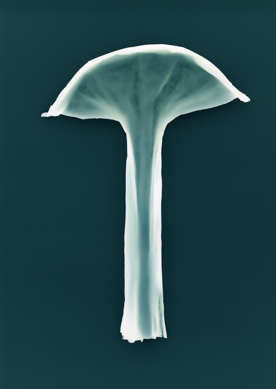 Sem título, 2003 de Richard Green