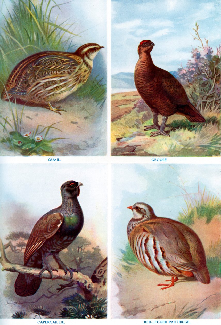 Pássaros de jogo da história natural de Harmsworth, 1910 1911-1912. de Richard Lydekker