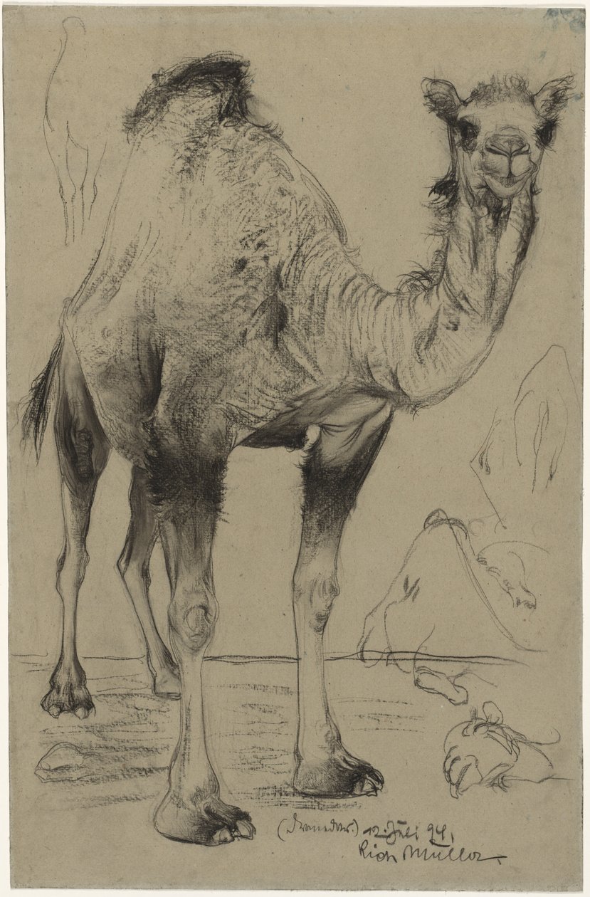Dromedário, 1894. de Richard Muller