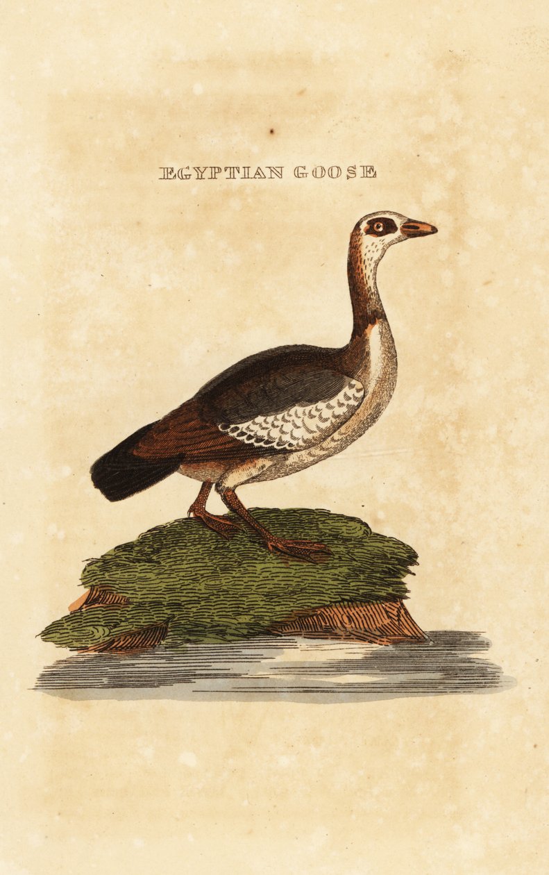 Ganso egípcio, Alopochen aegyptiaca de Richard Polydore (after) Nodder