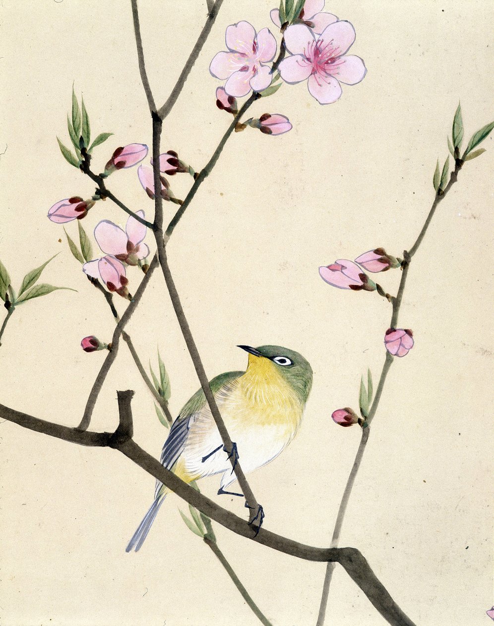 Ave - desenho japonês de Riou Chim, finais do século XIX de Riu Chim