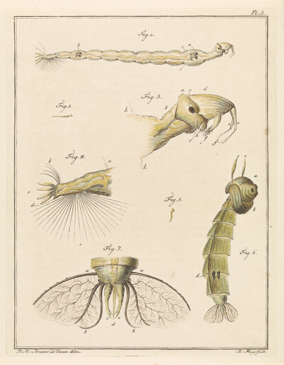 Larvas de mosquito amontoadas de Robbert Muys