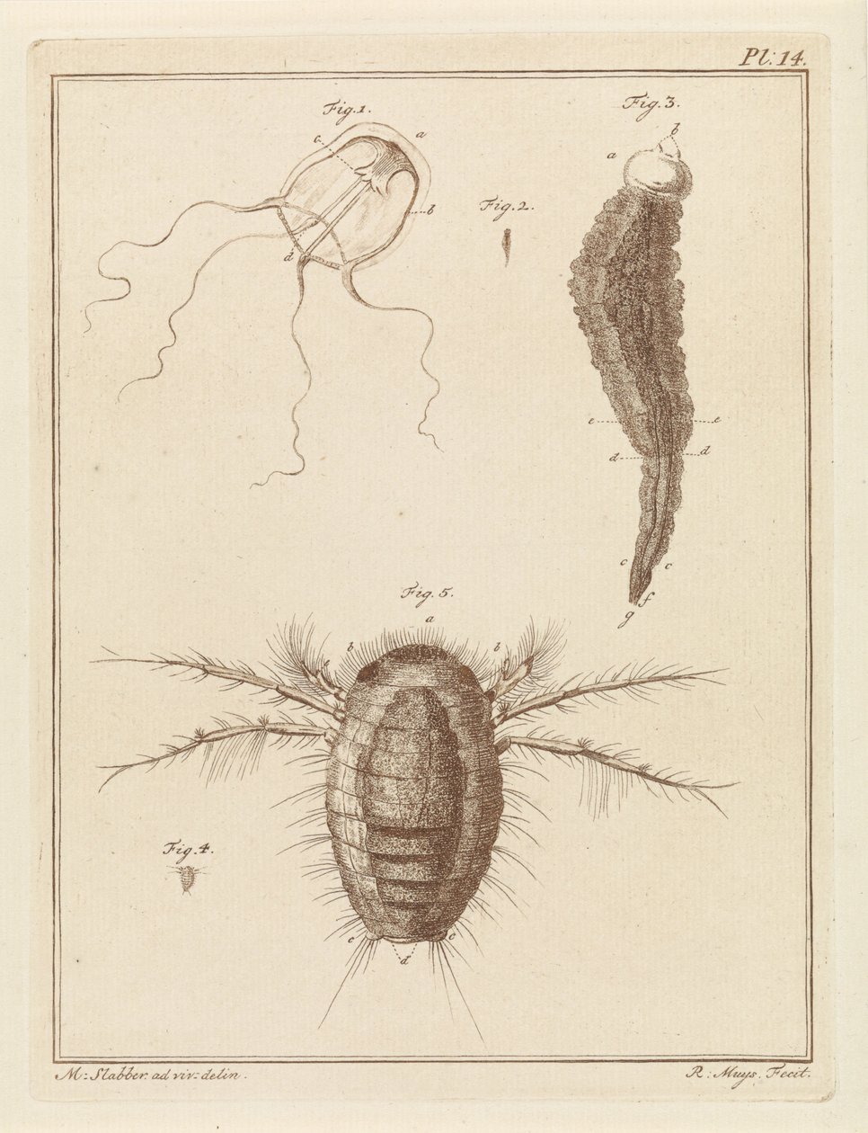 Várias criaturas marinhas de Robbert Muys
