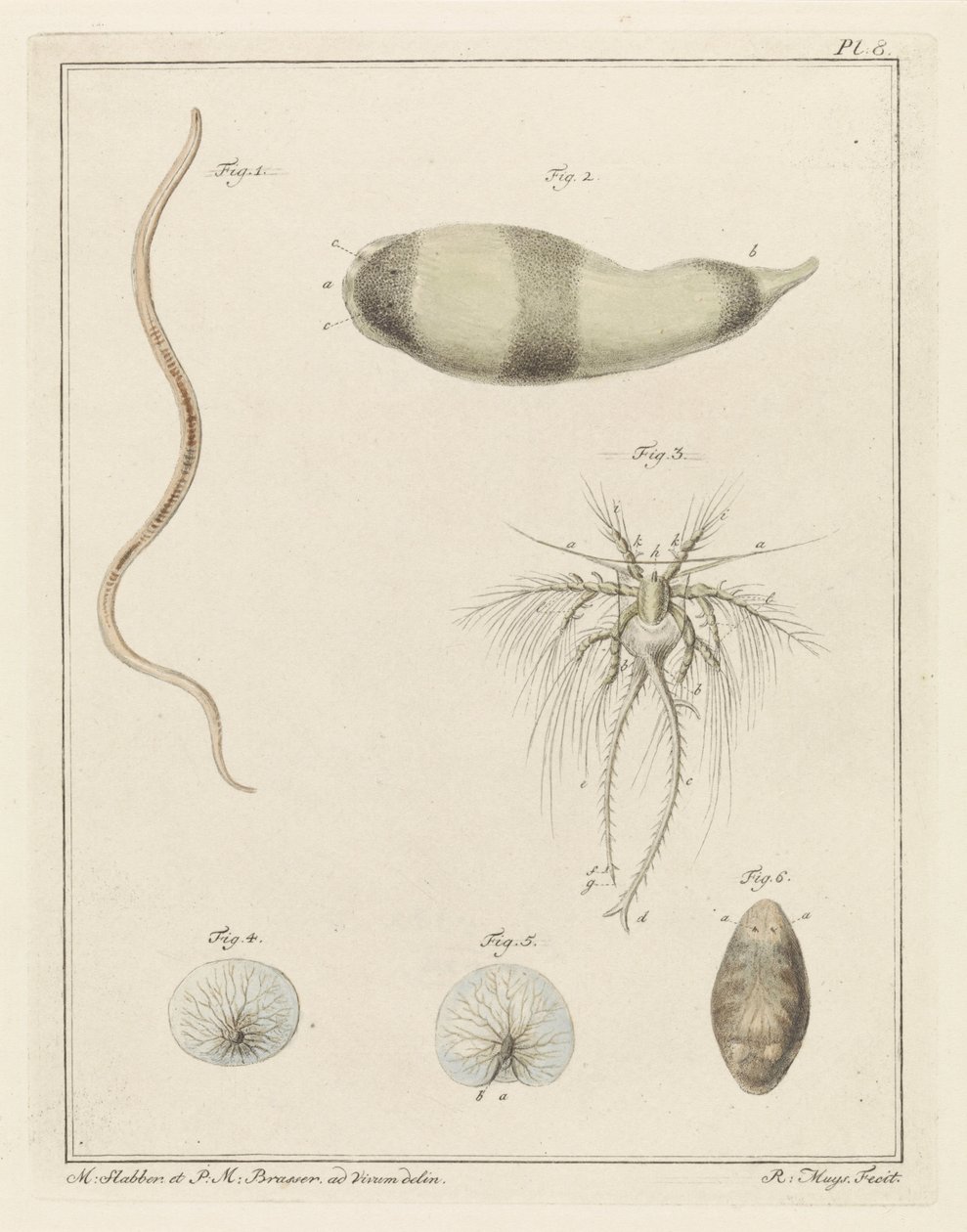 Várias criaturas marinhas de Robbert Muys