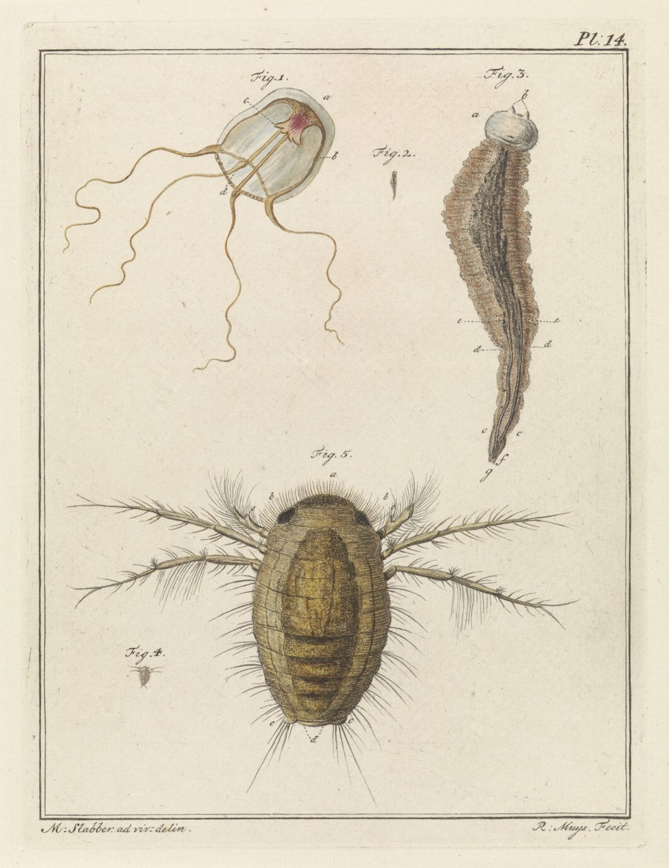 Várias criaturas marinhas de Robbert Muys