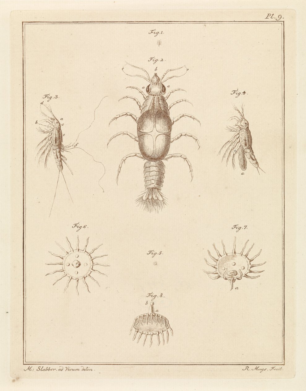 Várias criaturas marinhas de Robbert Muys