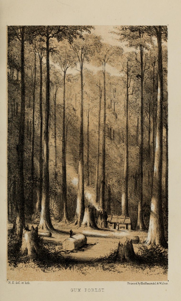 Gum Forest, pintura a aguarela de Robert Elwes (1819–1878), um jovem cavalheiro britânico rico de Norfolk de Robert Elwes