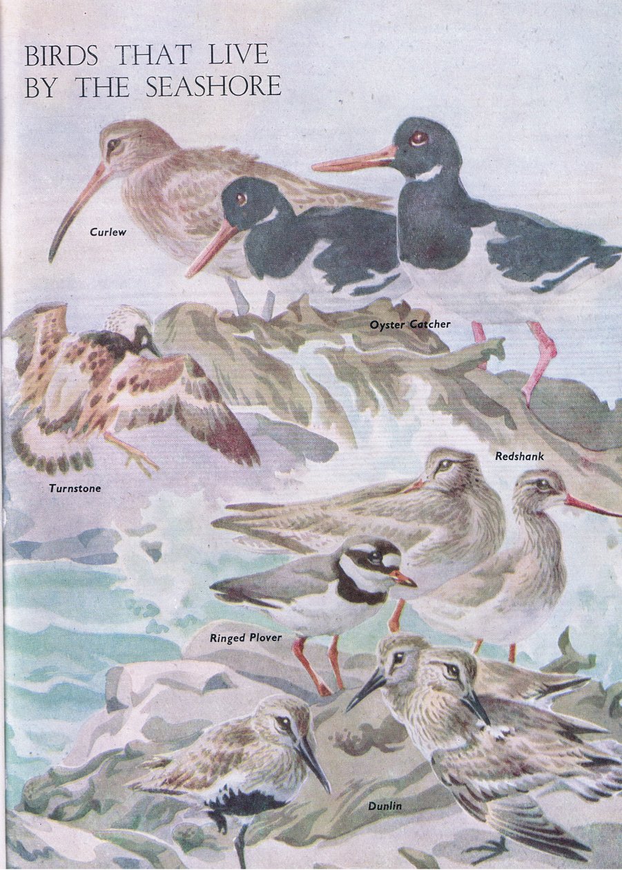 Aves que vivem à beira-mar, ilustração do livro Childrens Nature Book publicado por Odhams, 1958 de Robert George Talbot Kelly