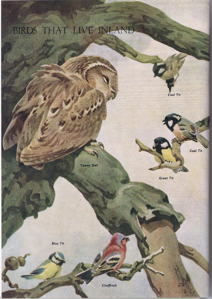 Aves que vivem no interior, ilustração do livro de natureza infantil publicado por Odhams, 1958 de Robert George Talbot Kelly