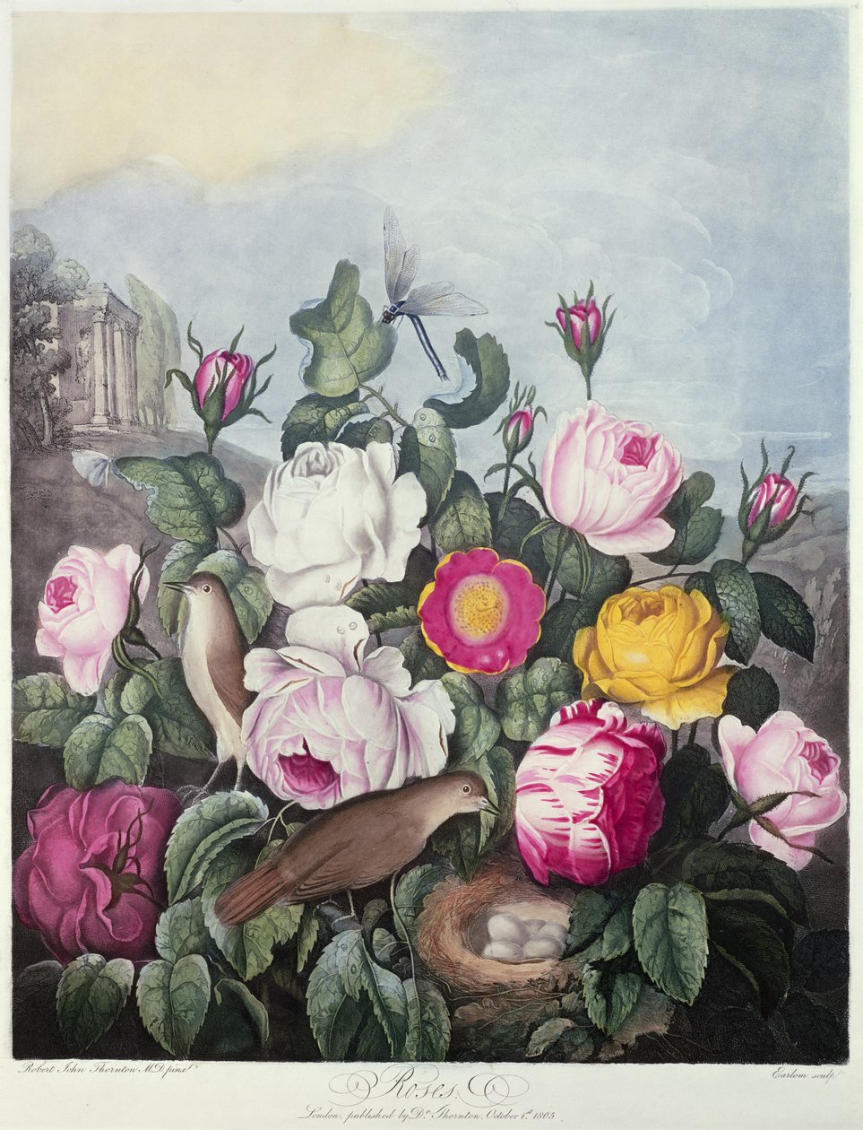 Rosas, gravadas por Earlom, de &39;The Temple of Flora&39;, de Robert Thornton, pub. 1805 de Robert John Thornton