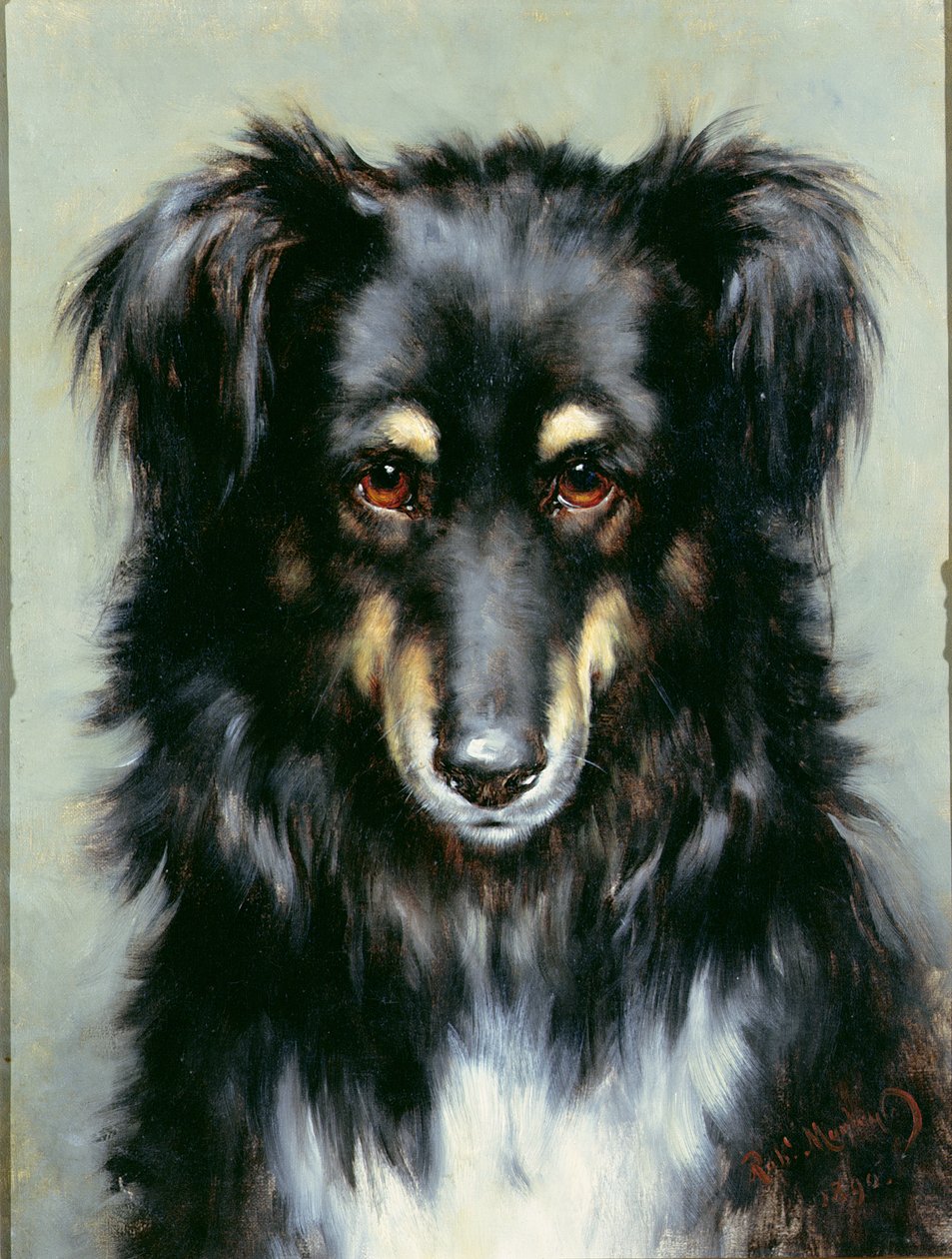 Um Collie Preto e Castanho, 1890 de Robert Morley