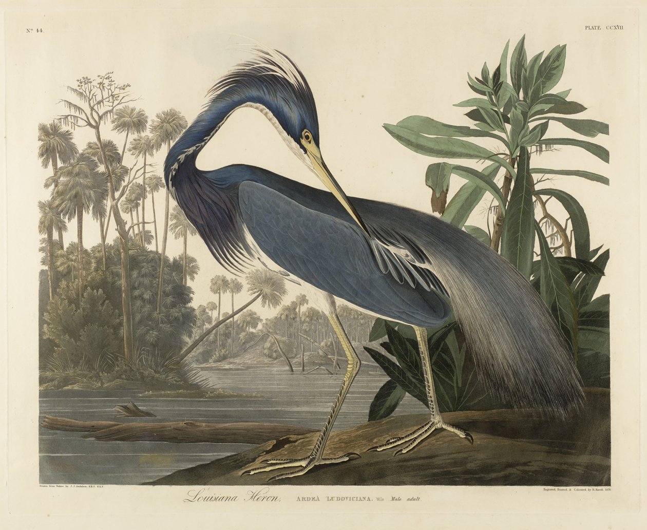 Garça-real de Louisiana, 1834 (aquatint mão-colorido no papel de wove) de Robert the Younger Havell