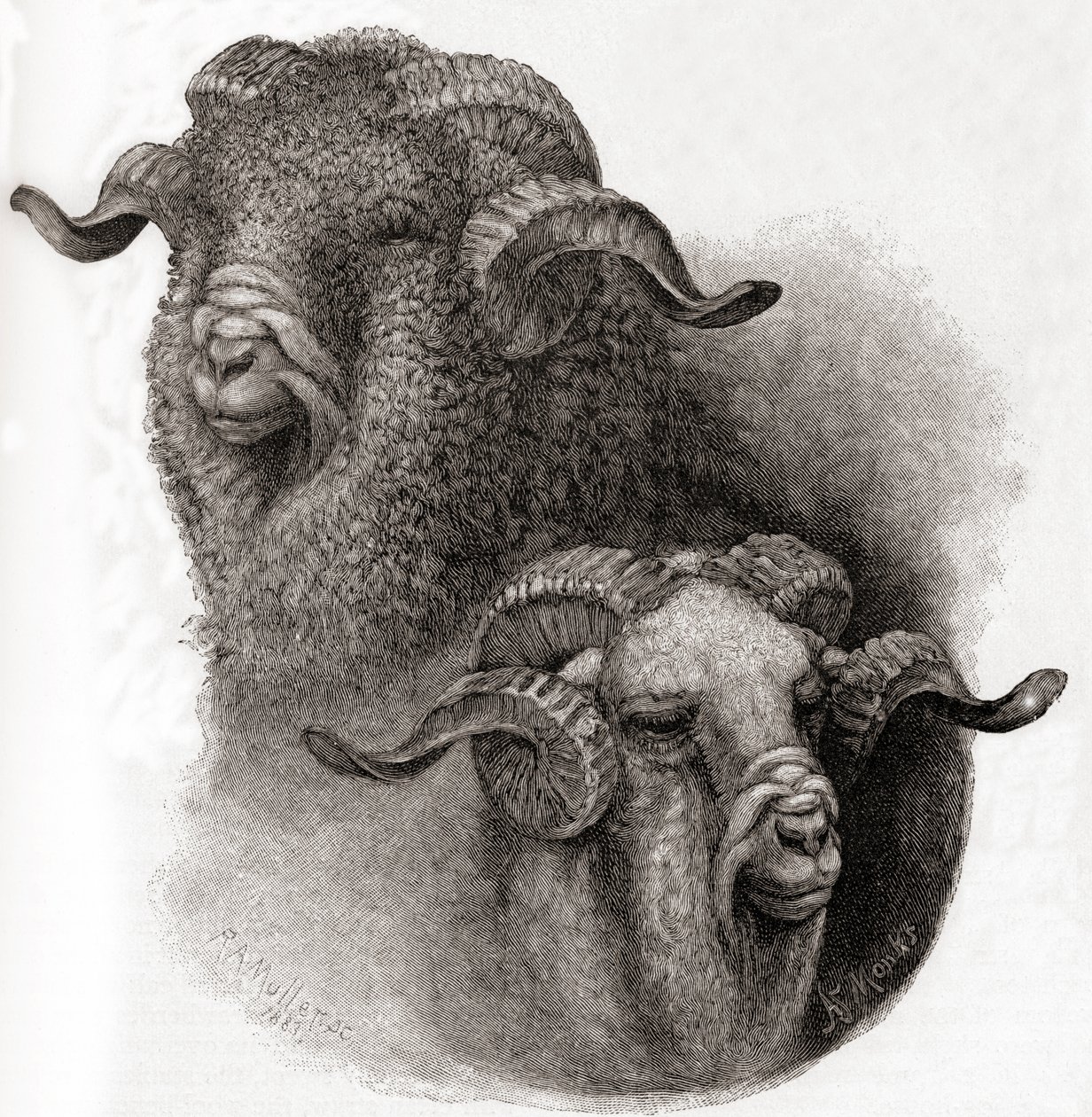 Chefe de ram Merino comparado antes e depois de cisalhamento, de The Century Illustrated Monthly Magazine, publicado em 1884 de Robert Antoine Muller
