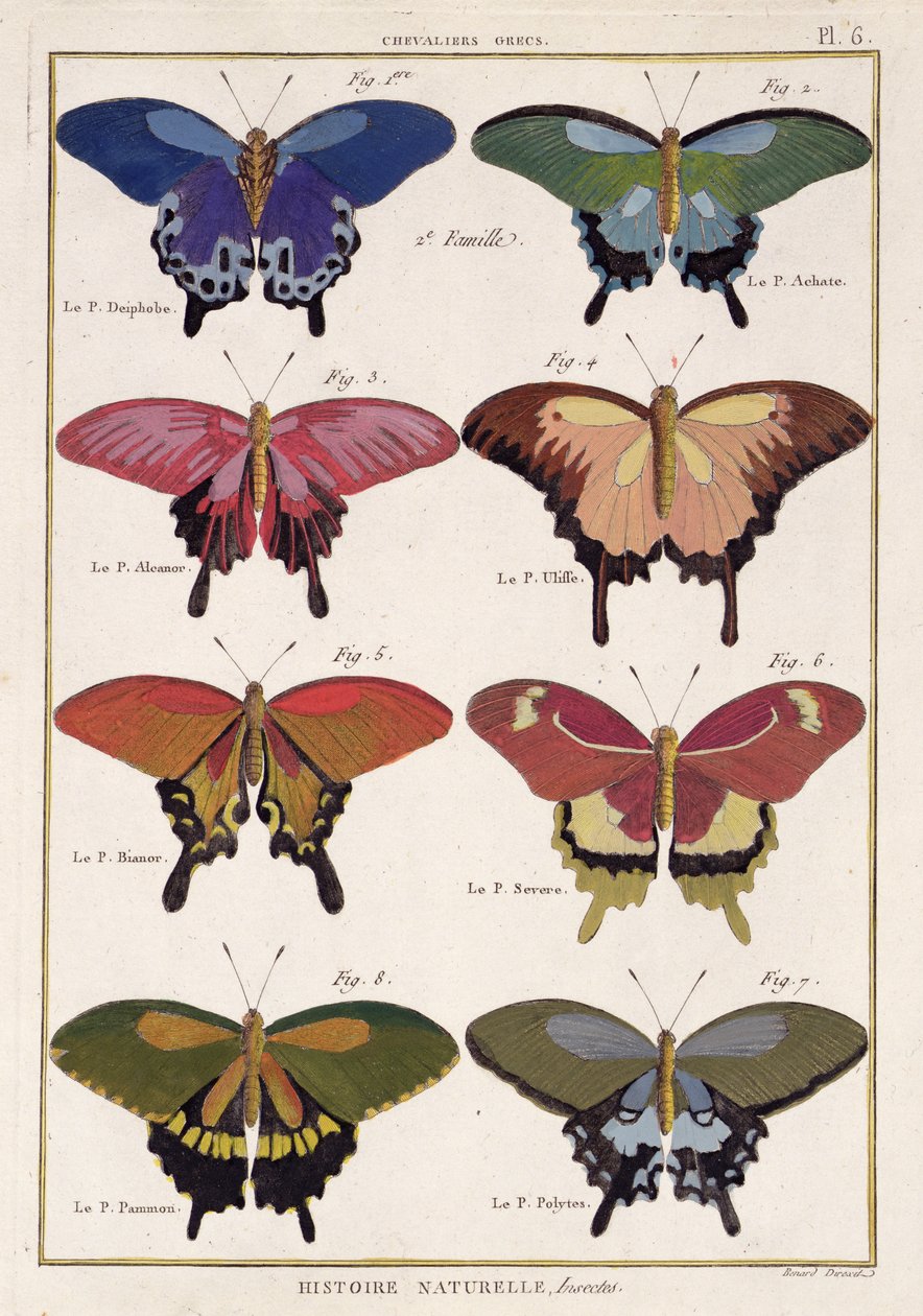 Borboletas da "História Natural dos Insetos" por M. Olivier de Robert Benard